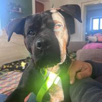 Adozione meticcio simil cane Corso