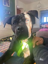 Adozione meticcio simil cane Corso