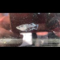 Medaka- Midnight Frill