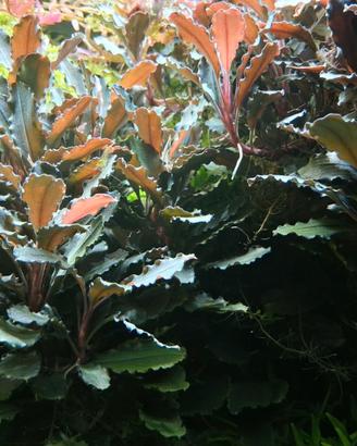 Pianta acquario
