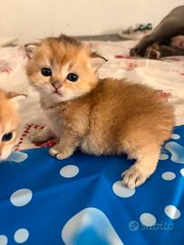 Cuccioli British/scottish