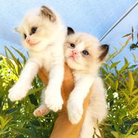 Gattini RAGDOLL con PEDIGREE