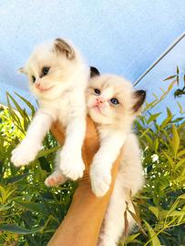Gattini RAGDOLL con PEDIGREE