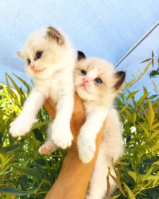Gattini RAGDOLL con PEDIGREE