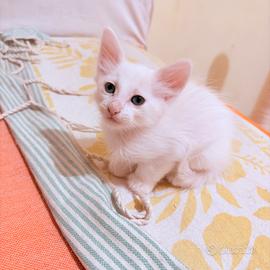 Splendidi Cuccioli Di Angora Turco / Pelo Semilung