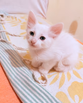 Splendidi Cuccioli Di Angora Turco / Pelo Semilung