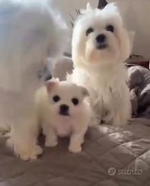 Cuccioli maltese di piccole misure