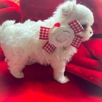 Cucciolo di maltese Pedigree Enci