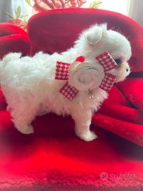 Cucciolo di maltese Pedigree Enci