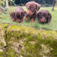 Bassotti Nani Cioccolato