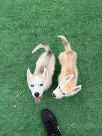 Siberian Husky con pedigree enci
