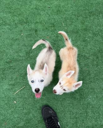 Siberian Husky con pedigree enci