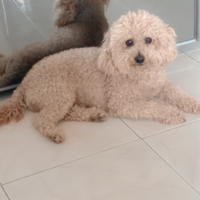 Barboncino leo
