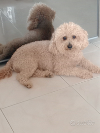Barboncino leo