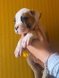 American bulldog (Bulldog americani)