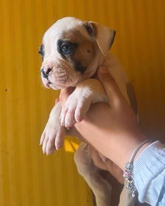 American bulldog (Bulldog americani)