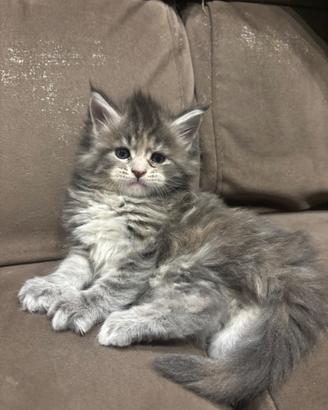Cuccioli Maine coon con pedigree