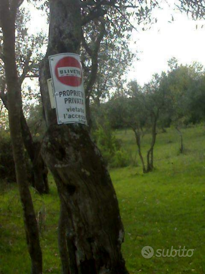 Terreno agricolo zona collinare: Uliveto + bosco - Vista 5