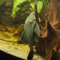 Panaque Nigrolineatus