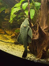 Panaque Nigrolineatus