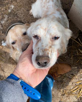 Cuccioli setter inglese vaccinati