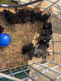 Pollastre frizzle x Marans