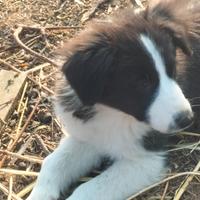 Cuccioli di Border collie