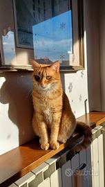 Gatto rosso