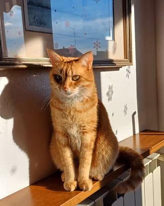 Gatto rosso