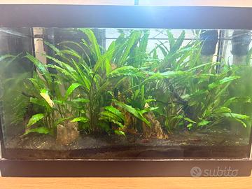 Acquario completo