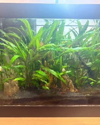 Acquario completo