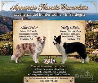 Selezionati Border collie pedigree eccellente