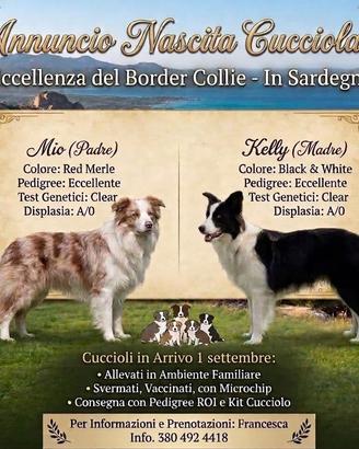 Selezionati Border collie pedigree eccellente