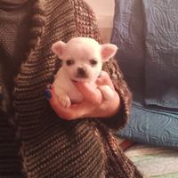 Chihuahua toy