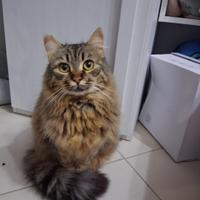 Gatta gattina femmina pelo semilungo lungo