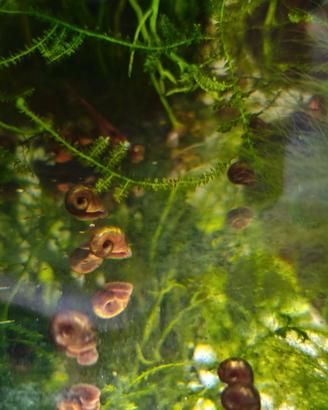 Lumache acquario