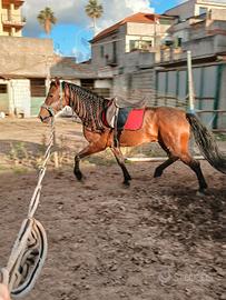 Cavallo
