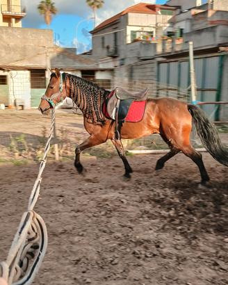 Cavallo