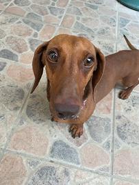 Bassotto