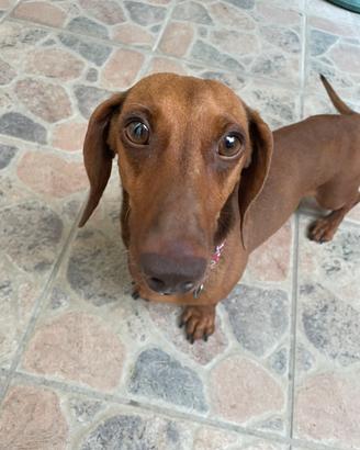 Bassotto