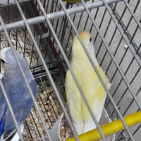 Coppia inseparabili
