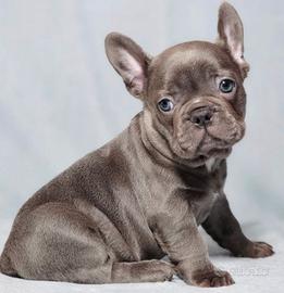 Cuccioli di bulldog francesi blu M e F