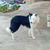 Cucciolo di 6 mesi di razza border collie