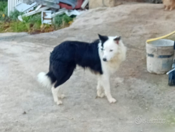 Cucciolo di 6 mesi di razza border collie