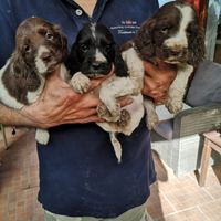 Cuccioli cocker spaniel inglesi