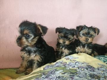 Yorkshire terrier standart razza pura