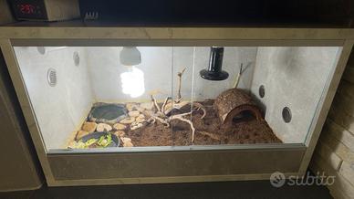 Terrario completo con  tartaruga Hermanni