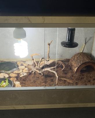 Terrario completo con  tartaruga Hermanni