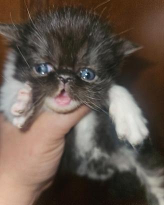 Gatto persiano ipertipico femmina bicolor