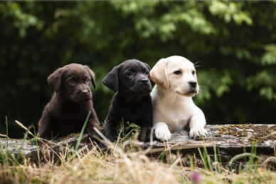 Labrador Chocolate Neri Miele